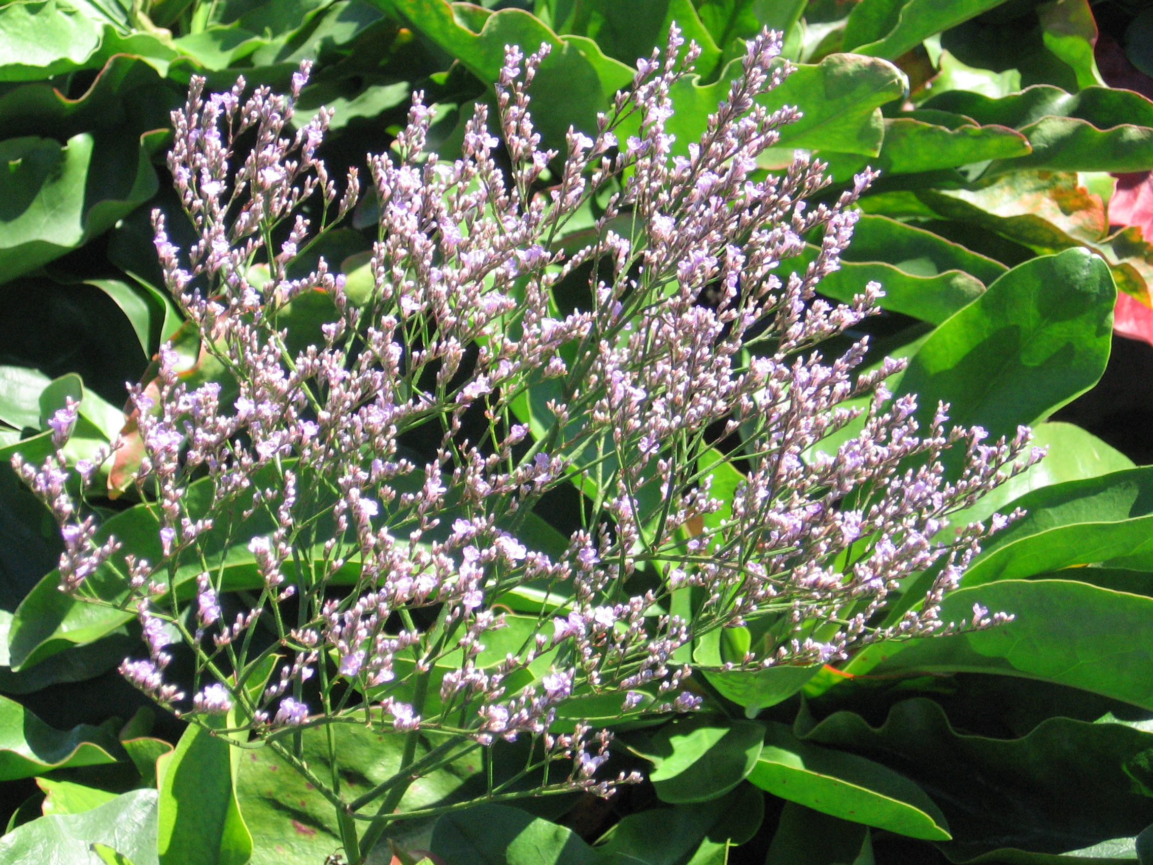 Sea Lavender